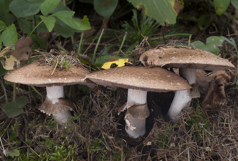 Agaricus sylvaticus